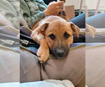 Small #9 Boxer Mix