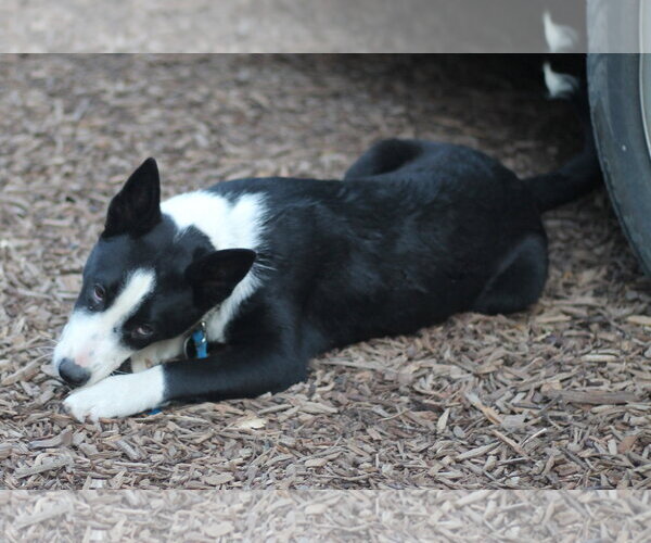 Medium Photo #6 Border Collie-Unknown Mix Puppy For Sale in Paso Robles, CA, USA