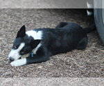 Small #5 Border Collie Mix