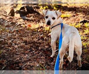 Chihuahua Dogs for adoption in Orlando, FL, USA