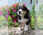 Puppy 6 Australian Retriever-Australian Shepherd Mix