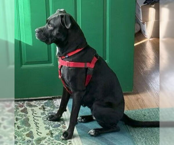 Medium Photo #3 Boxer-Unknown Mix Puppy For Sale in Fargo, ND, USA