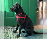 Small #2 Boxer Mix