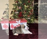 Puppy Frosty Pembroke Welsh Corgi