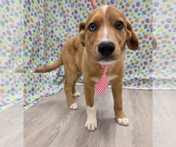 Medium Photo #4 Australian Retriever Puppy For Sale in Attalka, AL, USA