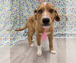 Small #3 Australian Retriever