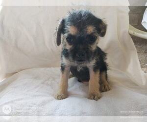 Mutt Dogs for adoption in Arlington, WA, USA