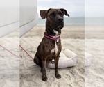 Small #8 Labrador Retriever Mix