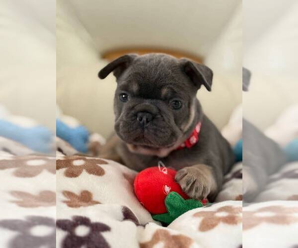Medium Photo #1 French Bulldog Puppy For Sale in MC GRAW, NY, USA