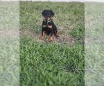 Small #5 Doberman Pinscher