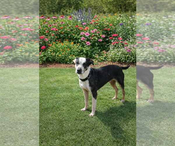 Medium Photo #5 Bull Terrier-Unknown Mix Puppy For Sale in Euless, TX, USA