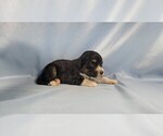Small Photo #6 Bernedoodle (Miniature) Puppy For Sale in BLACK FOREST, CO, USA
