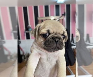 Pug Puppy for sale in CLEVELAND, TN, USA