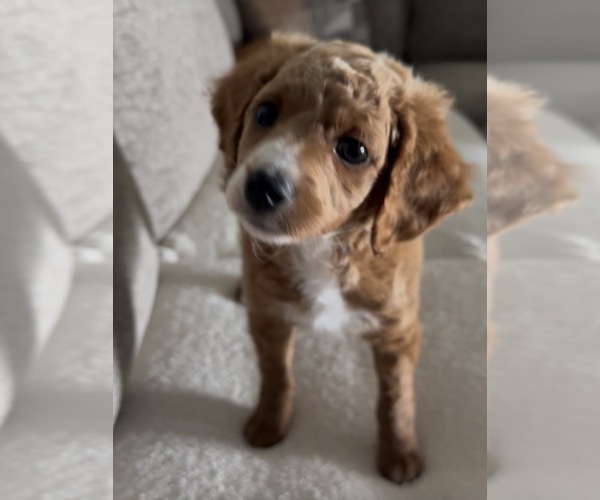 Medium Photo #2 Goldendoodle mix (+ Poodle Miniature) Puppy For Sale in SETH, WV, USA