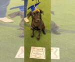 Small #1 Labrador Retriever