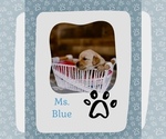Puppy Ms Blue Golden Retriever