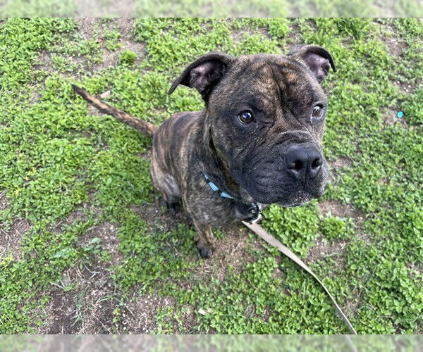 Medium Photo #2 American Pit Bull Terrier Puppy For Sale in Ocala, FL, USA