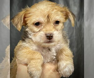 Chihuahua-Unknown Mix Dogs for adoption in Milwaukie, OR, USA