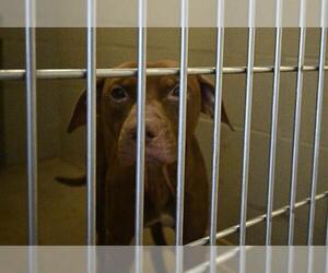 American Pit Bull Terrier Dogs for adoption in Decatur, IL, USA