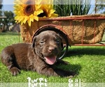 Puppy Purple girl Labrador Retriever