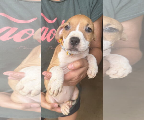 Medium Photo #1 Mutt Puppy For Sale in Jackson, MS, USA