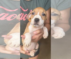 Mutt Dogs for adoption in Jackson, MS, USA
