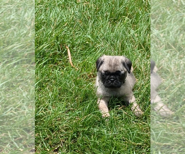 Medium Photo #7 Pug Puppy For Sale in MOUNT SOLON, VA, USA