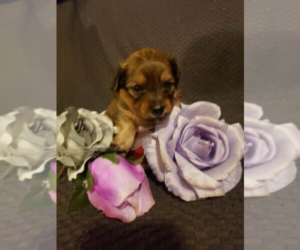 Medium Photo #1 Dachshund Puppy For Sale in DUNLAP, TN, USA