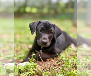Labrador Retriever-Unknown Mix Dogs for adoption in Lawrenceville, NJ, USA