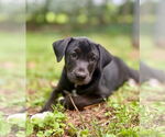 Small Labrador Retriever Mix