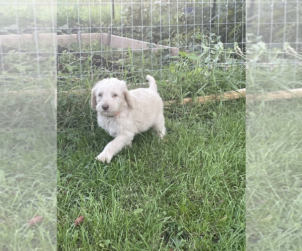 Medium Photo #1 Labradoodle Puppy For Sale in NORWICH, NY, USA