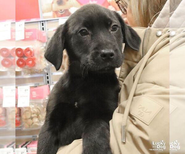 Medium Photo #2 Labrador Retriever-Unknown Mix Puppy For Sale in Washington, DC, USA