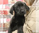 Small #1 Labrador Retriever Mix