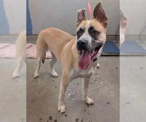 Gerberian Shepsky Dogs for adoption in Camarillo, CA, USA