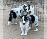 Small #12 Shetland Sheepdog