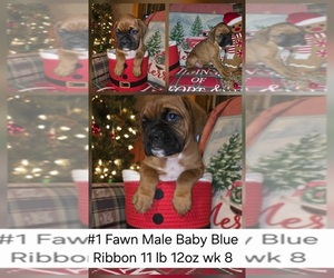 Boxer Puppy for Sale in LINN GROVE, Indiana USA