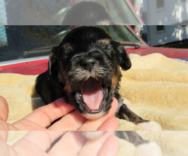 Medium Photo #4 Bernedoodle Puppy For Sale in BIG ROCK, IL, USA