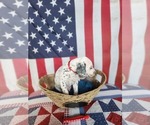 Small Photo #29 Dalmatian Puppy For Sale in VASSALBORO, ME, USA