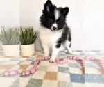 Small #2 Pomeranian