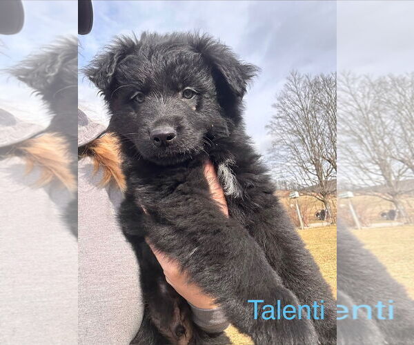 Medium Photo #1 Basset Hound-Unknown Mix Puppy For Sale in Mouth Of Wilson, VA, USA