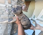 Small Photo #2 French Bulldog Puppy For Sale in ROCKLIN, CA, USA