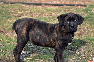 Cane Corso Puppy for sale in RICHMOND, VA, USA
