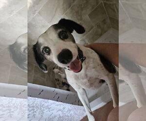 JACK #11 - Male Jack-Rat Terrier Dog for Adoption - Photo #6