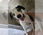 Small #5 Jack-Rat Terrier