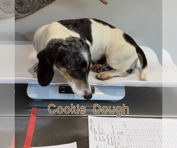 Medium Photo #8 Dachshund Puppy For Sale in San Antonio, TX, USA