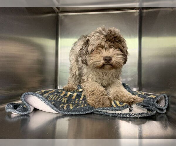 Medium Photo #1 Poodle (Miniature)-Unknown Mix Puppy For Sale in Grand Prairie, TX, USA