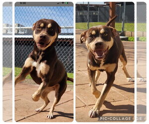 Mutt Dogs for adoption in columbia, SC, USA