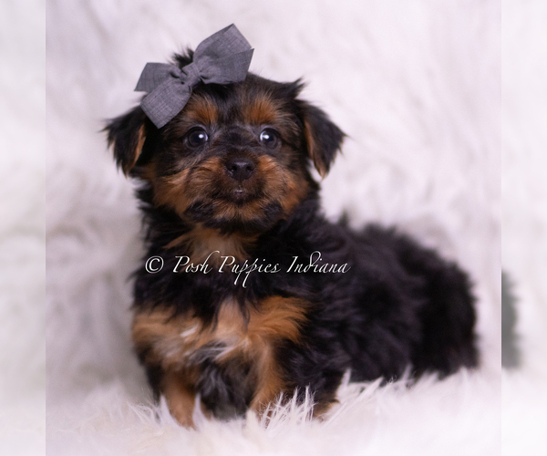 Medium Photo #56 Yorkshire Terrier Puppy For Sale in WARSAW, IN, USA