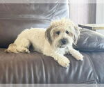 Small #1 Mutt