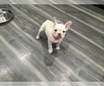 Puppy Puppy 1 French Bulldog